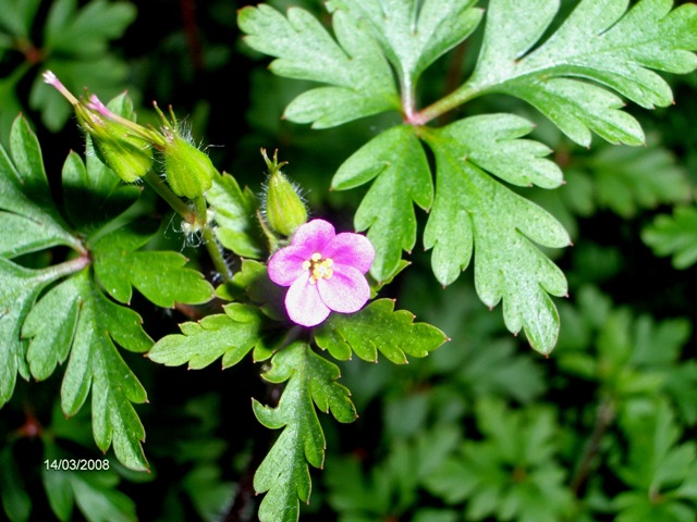 Geranium purpureum / Geranio purpureo